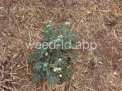 parthenium, ragweed